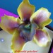(1057)marcipánová orchidej